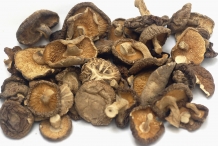Dried-Shiitake-mushroom