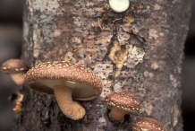 Shiitake-mushroom