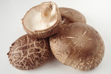 Shiitake-mushroom