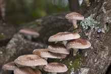 Shiitake-mushroom