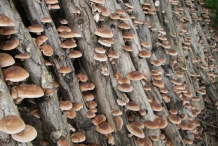 Shiitake-mushroom-farm