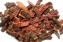 Shikakai-Righa