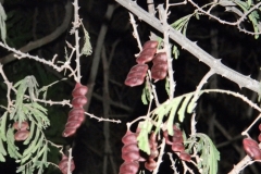 Shikakai-Hpak-ha Sum-hkawn