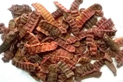 Shikakai-Righa
