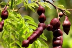 Shikakai-Rou guo jin he huan