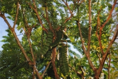 Shikakai-Shikekai-Baum