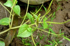 Flowers-of-Shiny-Bush