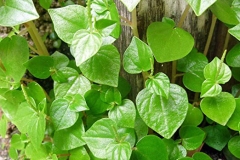 Leaves-of-Shiny-Bush
