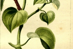 Plant-Illustration-of-Shiny-bush