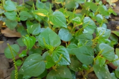 Shiny-bush-plant-growing-wild