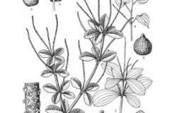 Sketch-of-Shiny-bush