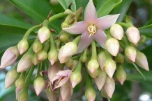 Flowering-buds-of-Shoebutton-Ardisia