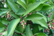 Leaves-of-Shoebutton-Ardisia