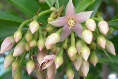 Flowering-buds-of-Shoebutton-Ardisia