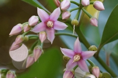 Flowers-of-Shoebutton-Ardisia