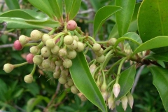 Immature-fruits-of-Shoebutton-Ardisia