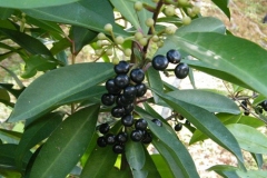 Mature-Fruits-of-Shoebutton-Ardisia