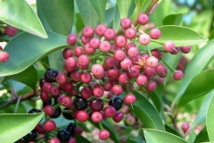 Maturing-fruits-of-Shoebutton-Ardisia