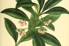 Plant-Illustration-of-Shoebutton-Ardisia