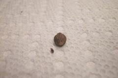 Seeds-of-Shoebutton-Ardisia