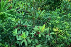 Shoebutton-Ardisia-plant-growing-wild