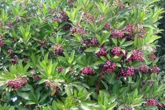 Shoebutton-Ardisia-plant
