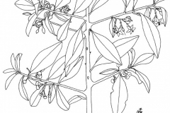Sketch-of-Shoebutton-Ardisia