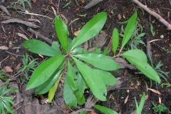 Small-Shoebutton-Ardisia-plant