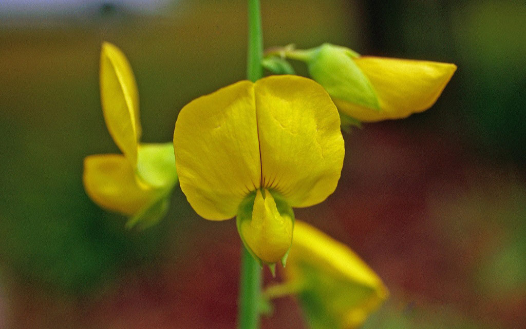 Flower-of-Showy-rattlebox