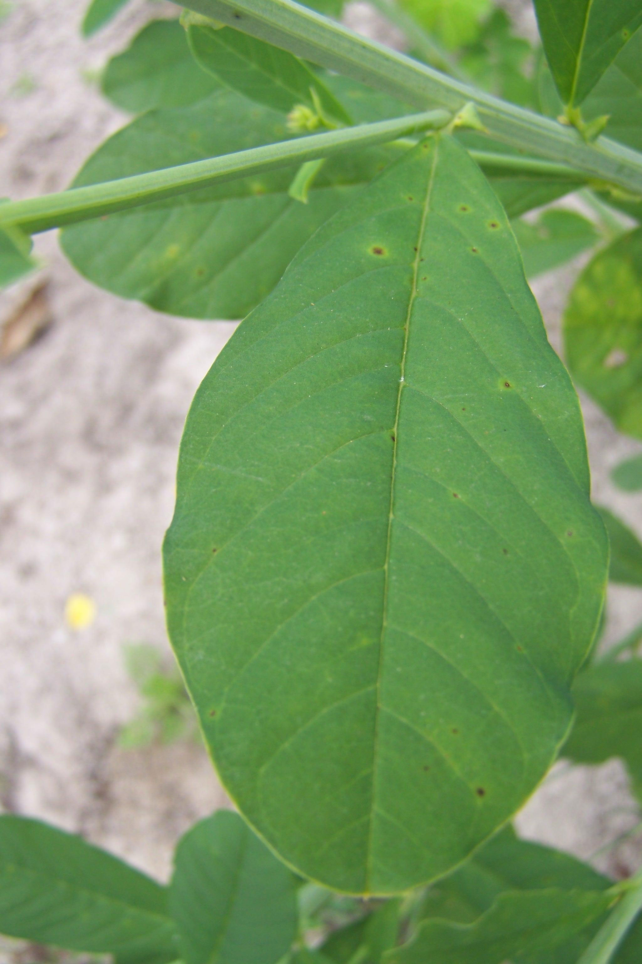 Leaves-of-Showy-rattlebox