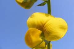Closer-view-of-flower-of-Showy-rattlebox