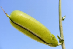 Closer-view-of-fruit-of-Showy-rattlebox