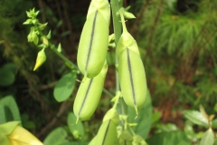 Immature-fruits-of-Showy-rattlebox
