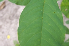 Leaves-of-Showy-rattlebox