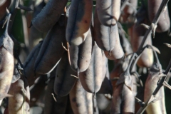 Mature-fruits-of-Showy-rattlebox