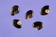 Seeds-of-Showy-rattlebox