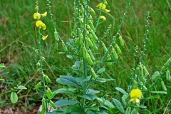 Showy-rattlebox-Plant