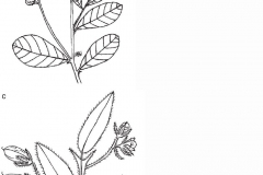 Sketch-of-Showy-rattlebox