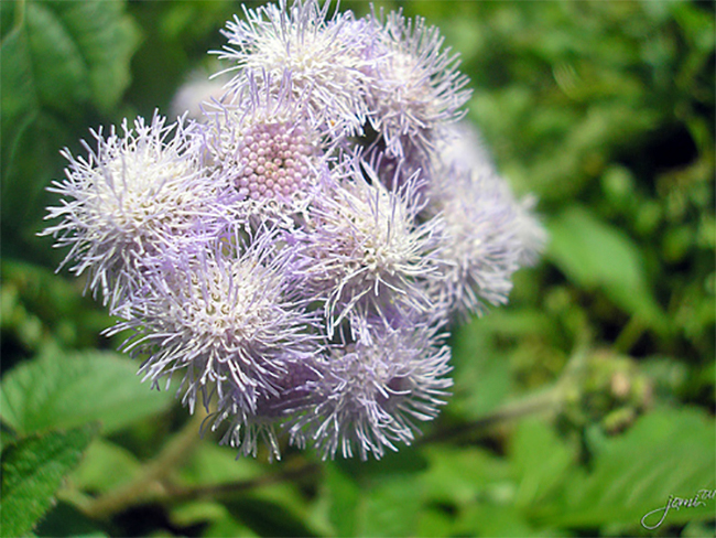 Closer-view-of-flower-of-Siam-weed