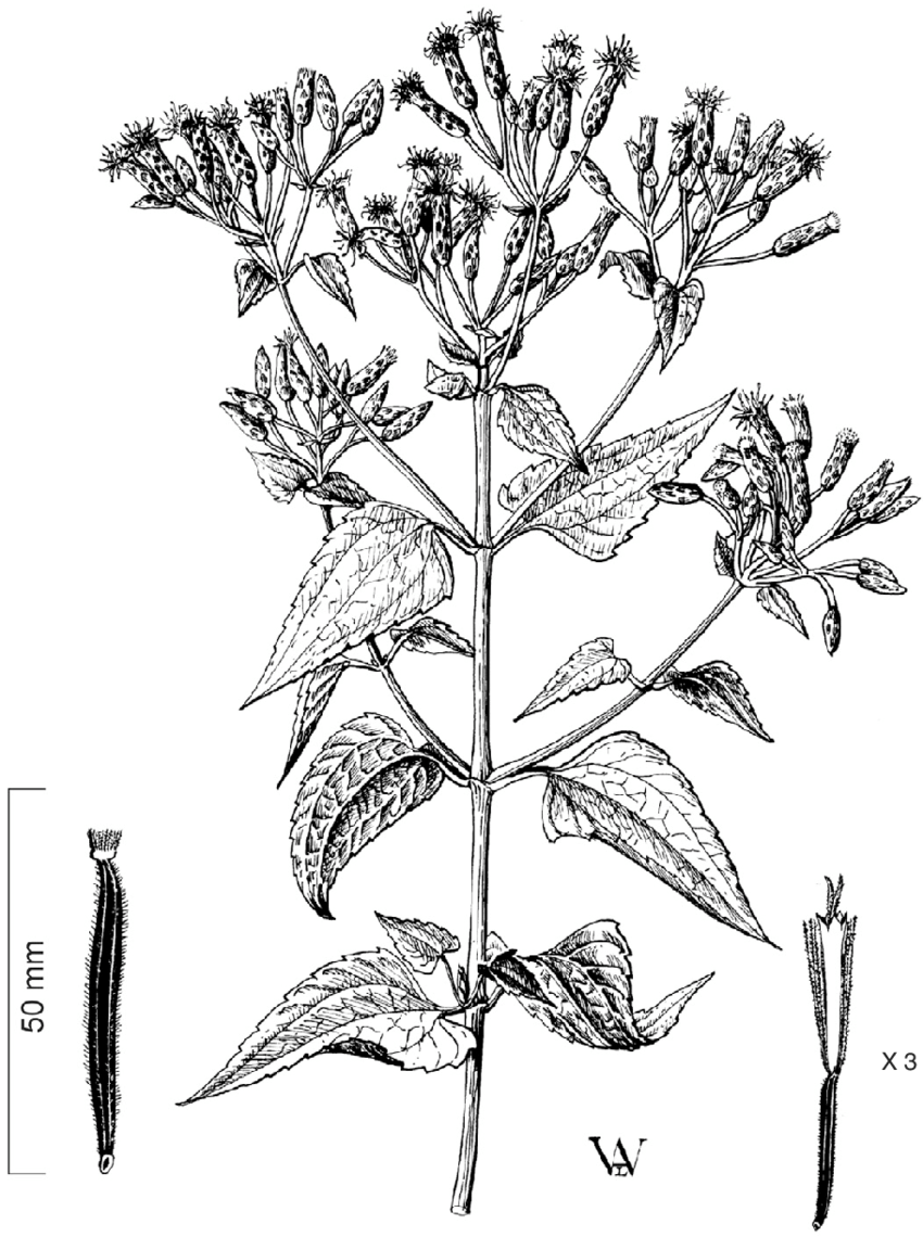 Plant-Illustration-of-Siam-Weed
