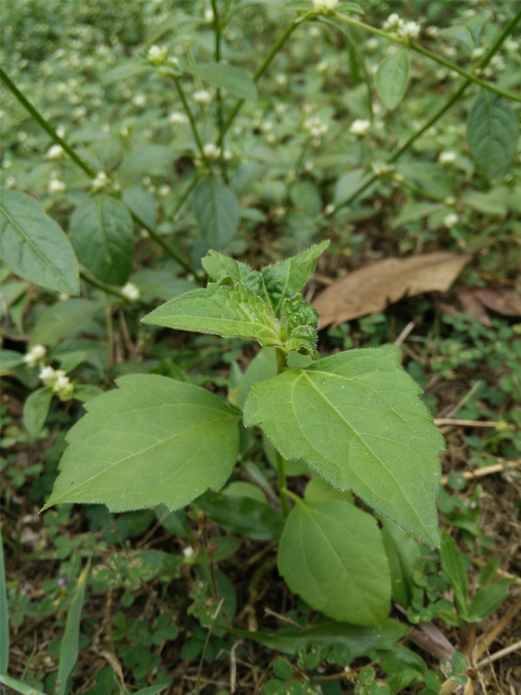 Siam-weed-Plant
