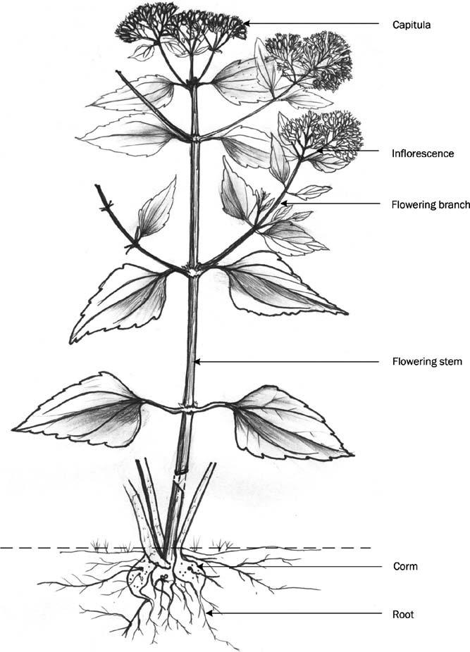 Sketch-of-Siam-weed