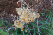 Mature-fruit-of-Siam-weed