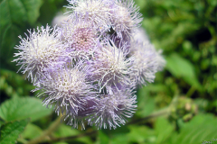 Closer-view-of-flower-of-Siam-weed