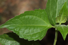 Dorsal-view-of-leaves-of-Siam-weed