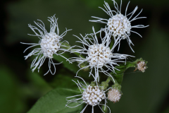 Flower-of-the-Siam-weed