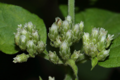 Flowering-buds-of-Siam-weed