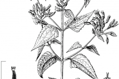 Plant-Illustration-of-Siam-Weed