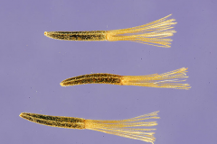 Seeds-of-Siam-weed