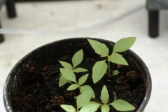 Siam-Weed-grown-on-pot